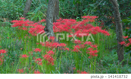 赤く鮮やかに咲く曼珠沙華(彼岸花) 自然風景 赤く鮮やかに咲く曼珠沙華(彼岸花) 自然風景 141418732
