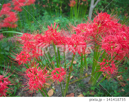 赤く鮮やかに咲く曼珠沙華（彼岸花）　自然風景 141418735