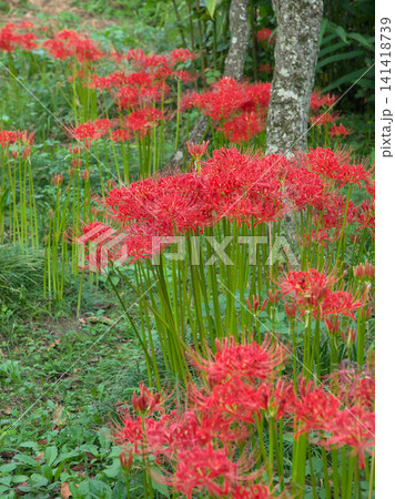 赤く鮮やかに咲く曼珠沙華(彼岸花) 自然風景 赤く鮮やかに咲く曼珠沙華(彼岸花) 自然風景 141418739