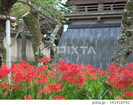 赤く鮮やかに咲く曼珠沙華(彼岸花) 自然風景 赤く鮮やかに咲く曼珠沙華(彼岸花) 自然風景 141418742