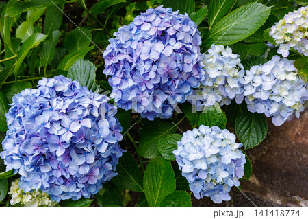 初夏に咲く下田公園の水色のアジサイの花のクローズアップ 初夏に咲く下田公園の水色のアジサイの花のクローズアップ 141418774