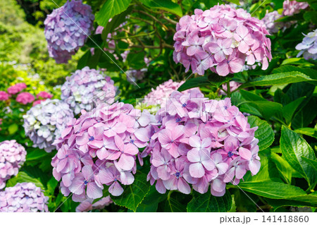 初夏に咲く下田公園のピンク色のアジサイの花のクローズアップ 141418860