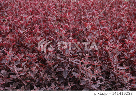 Red Alternanthera Ficoidea plant 141419258