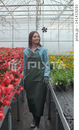 Vertical video Florist arranging flowerpot with red poinsettia in greenhouse. 141419293