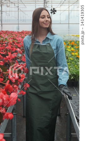 Vertical video Florist arranging flowerpot with red poinsettia in greenhouse. Vertical video Florist arranging flowerpot with red poinsettia in greenhouse. 141419305