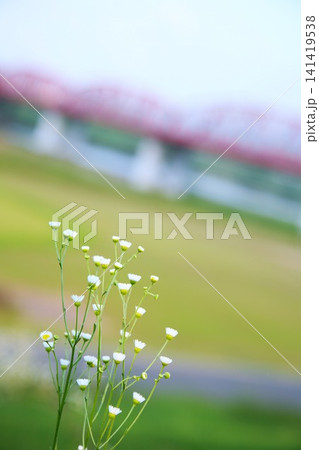 可憐な花と優しく霞む四万十川赤鉄橋 可憐な花と優しく霞む四万十川赤鉄橋 141419538