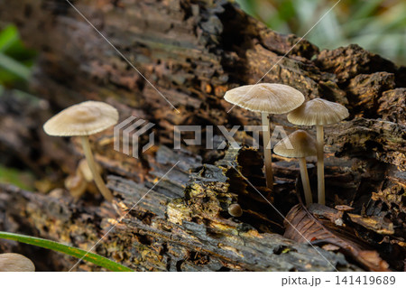 Mushrooms thrive on decaying wood in a lush forest setting during late summer, showcasing nature's intricate life cycle Mushrooms thrive on decaying wood in a lush forest setting during late summer, showcasing nature's intricate life cycle 141419689