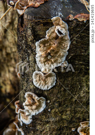 Closeup Trametes pubescens or Trametes hirsute , its a kind of mushroom Closeup Trametes pubescens or Trametes hirsute , its a kind of mushroom 141419695
