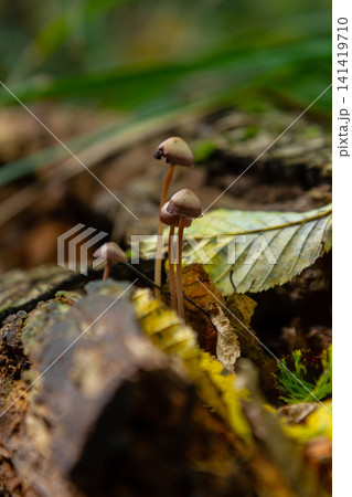 Cortinarius rubellus and Mycena galericulata mushrooms growing on decaying wood in a forest setting during autumn Cortinarius rubellus and Mycena galericulata mushrooms growing on decaying wood in a forest setting during autumn 141419710