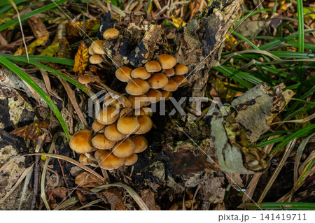The Conifer Tuft specialises on coniferous dead wood. The stipes are often bent and they grow in tight clumps. The parasol flattens as they grow 141419711