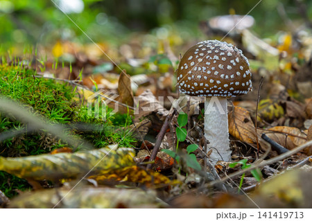 The Amanita pantherina, or the Panther Cap, a beautiful and iconic mushroom. A muted relative of the Amanita muscaria or fly agaric, its cap features a bold pattern 141419713