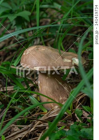 Summer Bolete emerges amidst lush green grass in a woodland area during a sunny day in summer Summer Bolete emerges amidst lush green grass in a woodland area during a sunny day in summer 141419734
