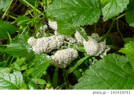 Fuligo septica growth observed among green leaves in a natural setting during spring showcasing dog vomit slime mold in its distinctive appearance Fuligo septica growth observed among green leaves in a natural setting during spring showcasing dog vomit slime mold in its distinctive appearance 141419741