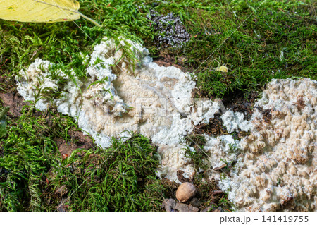 Radulomyces confluens growing on bark among moss in a natural environment during daylight hours Radulomyces confluens growing on bark among moss in a natural environment during daylight hours 141419755
