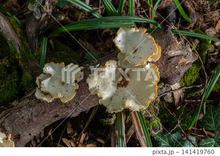 Funnel-shaped fungus Lentinus brumalis growing on a fallen log in a forest during winter season with large pores visible on its surface 141419760