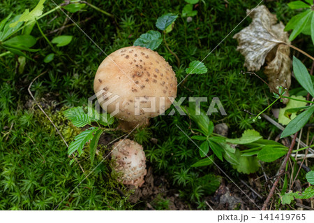 Mushroom growing in forest soil with green moss and small plants during summer light conditions Mushroom growing in forest soil with green moss and small plants during summer light conditions 141419765