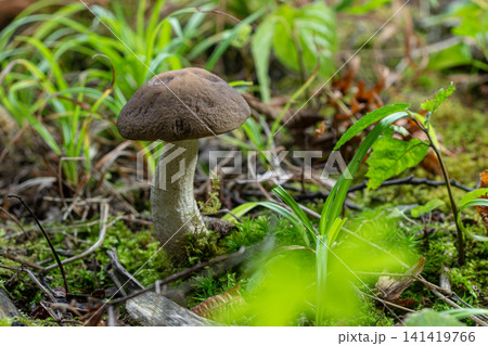 Brown birch bolete mushroom grows among green plants in a forest during early autumn in a damp environment 141419766