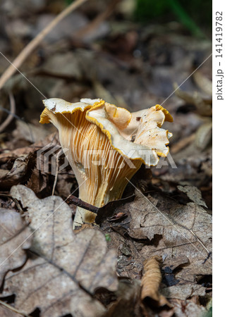 Bright yellow chanterelle mushroom growing on forest ground with dried leaves and natural background of woodland trees and plants in the late summer season Bright yellow chanterelle mushroom growing on forest ground with dried leaves and natural background of woodland trees and plants in the late summer season 141419782