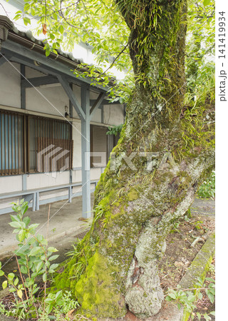 レトロな駅舎と苔むした古木、歴史あるノスタルジックな風景と自然のテクスチャ レトロな駅舎と苔むした古木、歴史あるノスタルジックな風景と自然のテクスチャ 141419934