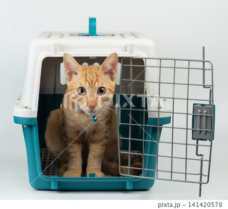 Orange cat in carrier cage 141420578