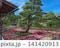 ダリア 141420913