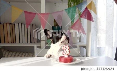 Man puts a party hat on a dog 141420924