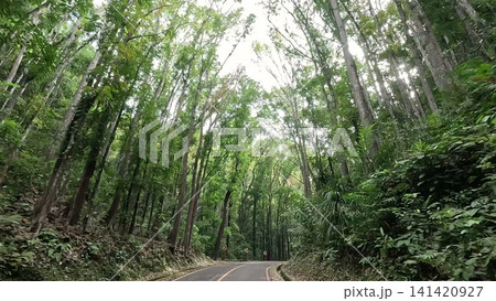 Cinematic POV Drive Through Lush Tropical Forest Cinematic POV Drive Through Lush Tropical Forest 141420927