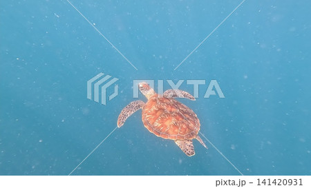Sea Turtle Gliding Over Coral Reef in Crystal-Clear Waters Sea Turtle Gliding Over Coral Reef in Crystal-Clear Waters 141420931
