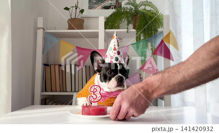 Cute dog in a festive paper party hat 141420932