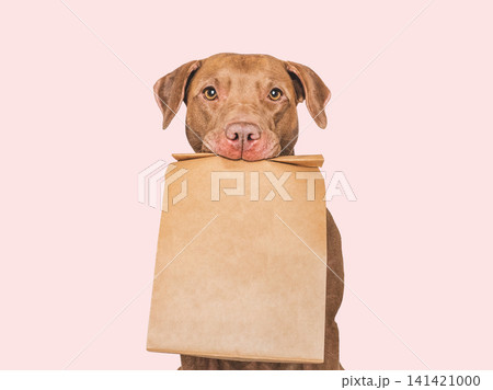 Playful American Pit bull holds shopping bag Playful American Pit bull holds shopping bag 141421000