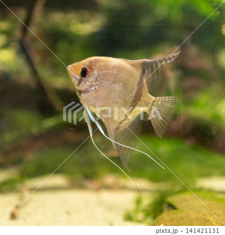Freshwater angelfish in planted aquarium 141421131