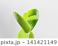 Green leaves of sedum plant 141421149