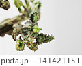 Twig of  green euphorbia plant 141421151