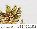Green euphorbia plant studio shot 141421152