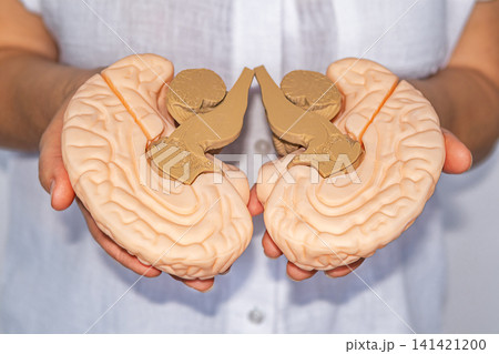 Medical anatomy brain model held in hands for neurology education and clinical training Medical anatomy brain model held in hands for neurology education and clinical training 141421200