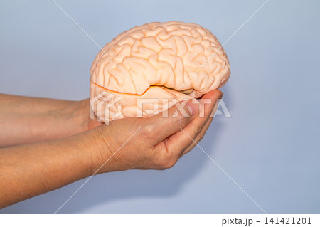 Hands gently holding a medical brain model symbolizing neurology, brain health and patient care 141421201