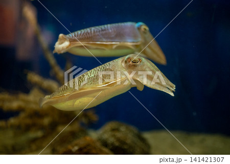 Two cuttlefish swimming in marine aquarium 141421307