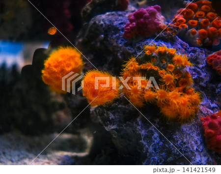 ライトアップされた水槽の中で花のように咲く海洋生物のクローズアップ 141421549
