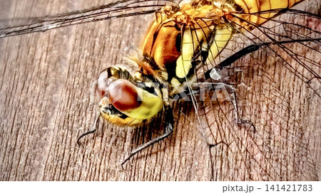 羽化したばかりのアキアカネ 羽化したばかりのアキアカネ 141421783