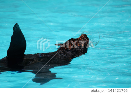 Sea Lion Swimming Gracefully in Clear Turquoise Blue Water Sea Lion Swimming Gracefully in Clear Turquoise Blue Water 141421793