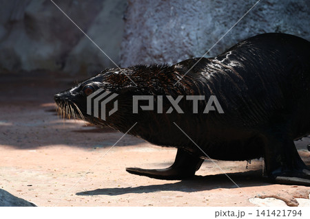 Wet Fur Seal Standing on Rocks Wet Fur Seal Standing on Rocks 141421794