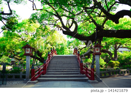 鮮やかな新緑の大樹に囲まれた、朱色の美しい太鼓橋と日本庭園の風景 鮮やかな新緑の大樹に囲まれた、朱色の美しい太鼓橋と日本庭園の風景 141421879