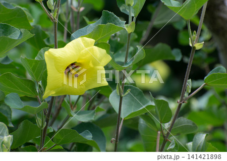 ハマボウの花 141421898