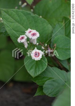 ヘクソカズラの花 ヘクソカズラの花 141421900