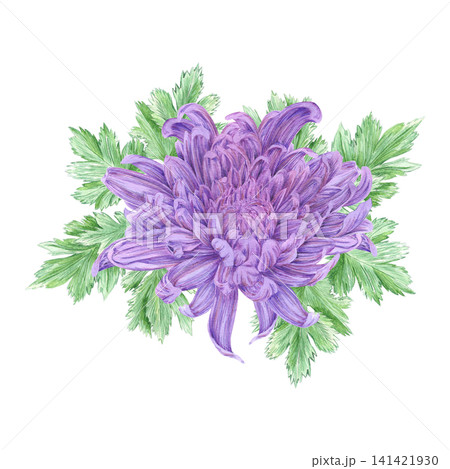 Hand drawn watercolor purple chrysanthemum blossom with green leaves . Illustration of flower isolated on white background. Can be used for postcard, label, scrapbook and other printed products Hand drawn watercolor purple chrysanthemum blossom with green leaves . Illustration of flower isolated on white background. Can be used for postcard, label, scrapbook and other printed products 141421930