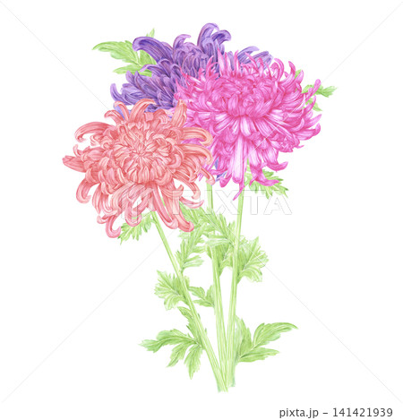 Hand drawn watercolor chrysanthemums with green leaves bouquet composition. Illustration of flowers isolated on white background. Can be used for postcard, label, scrapbook and other printed products 141421939