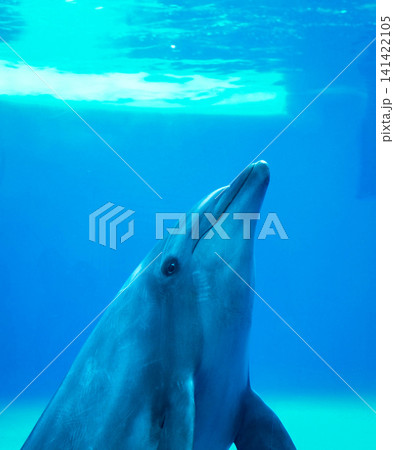 水中のイルカたちの躍動感あふれるポートレート 水中のイルカたちの躍動感あふれるポートレート 141422105