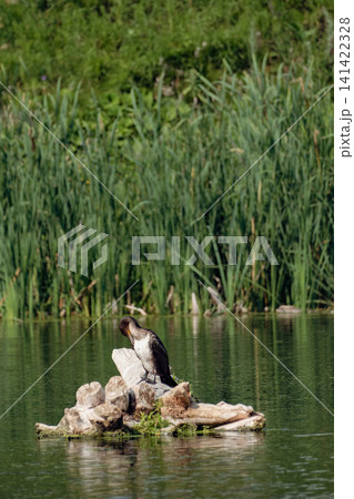 A large black cormorant perches on a piece of driftwood in the middle of a calm lake, its waters reflecting the green forest. A rare waterfowl in its natural freshwater habitat. 141422328