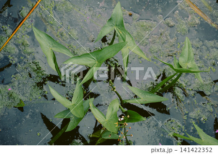 Green arrowhead plants growing in shallow freshwater with algae and reflections in a natural wetland environment. Green arrowhead plants growing in shallow freshwater with algae and reflections in a natural wetland environment. 141422352
