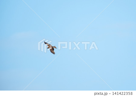 Black kite soaring high in a clear blue sky with wings fully spread. Minimalist wildlife image, freedom, and power of this majestic bird of prey in flight. Black kite soaring high in a clear blue sky with wings fully spread. Minimalist wildlife image, freedom, and power of this majestic bird of prey in flight. 141422358